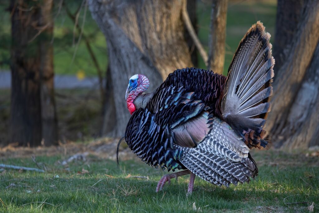 turkey hunt